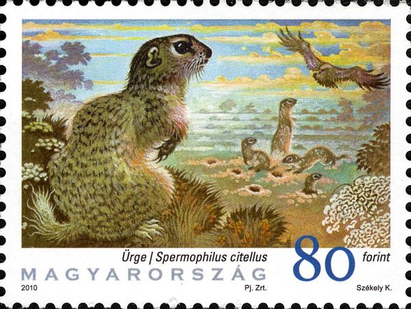 European Ground Squirrel (Spermophilus citellus)