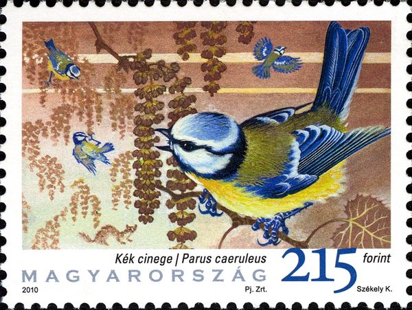 Blue Tit (Parus caeruleus)