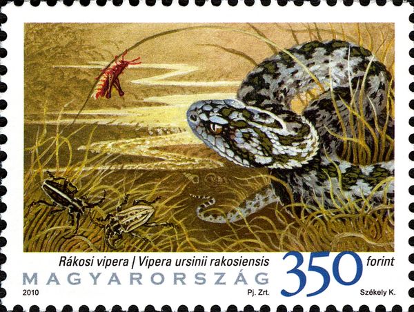 Hungarian Meadow Viper (Vipera ursinii rakosiensis)