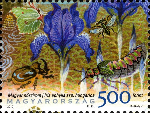 Leafless Iris (Iris aphylla ssp. hungarica, Insects