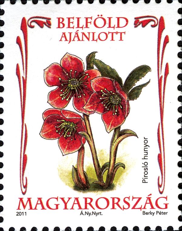 Helleborus purpurascens