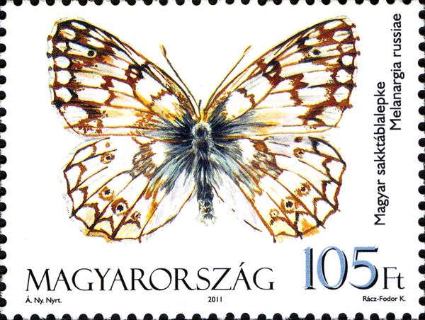 Esper's Marbled White (Melanargia russiae)