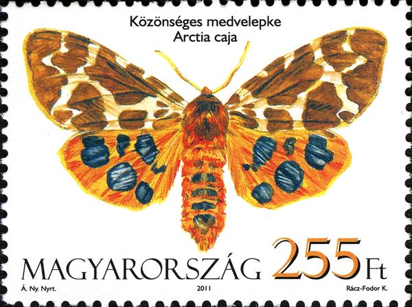 Garden Tiger Moth (Arctia caja)