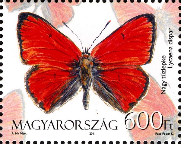 Large Copper (Lycaena dispar)