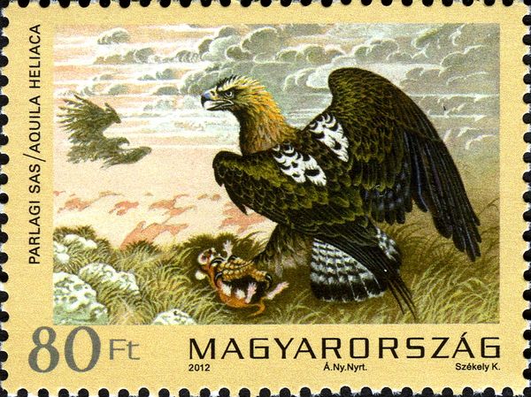 Eastern Imperial Eagle (Aquila heliaca)