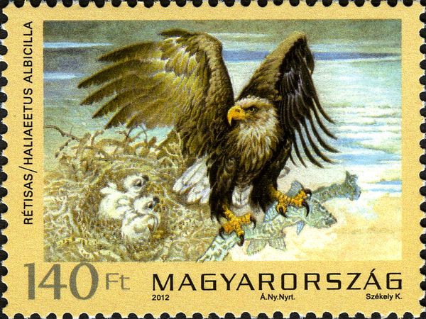 White-tailed Eagle (Haliaeetus albicilla)