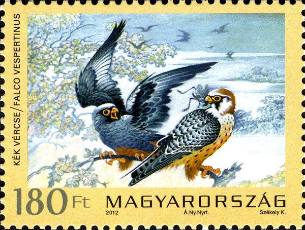 Red-footed Falcon (Falco vespertinus)