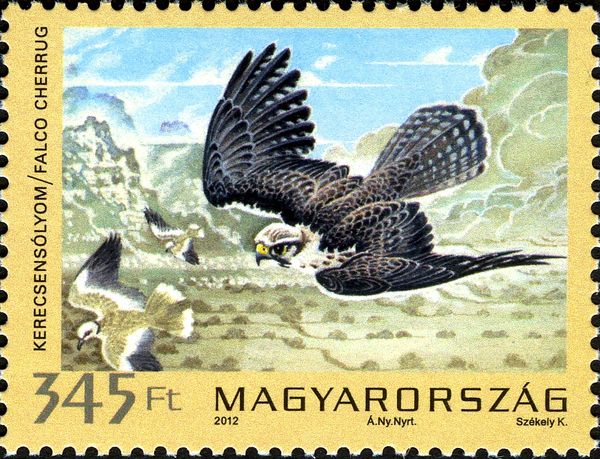 Saker Falcon (Falco cherrug)