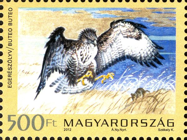 Common Buzzard (Buteo buteo), from m/s