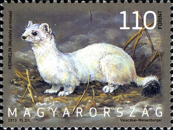 Stoat (Mustela erminea)