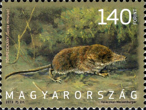 Eurasian Pygmy Shrew (Sorex minutus)