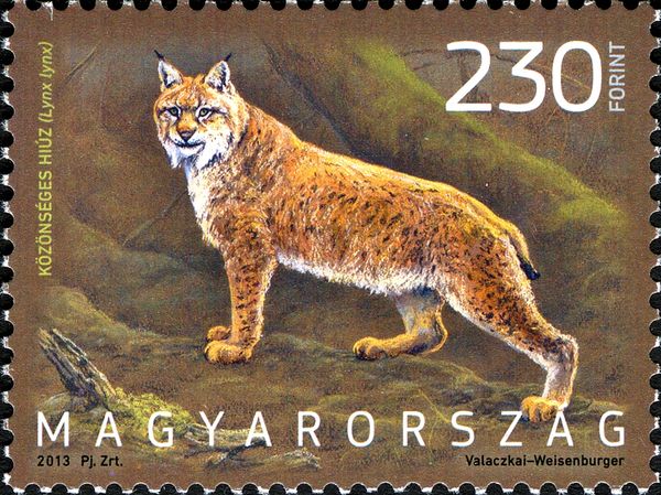 Eurasian Lynx (Lynx lynx)
