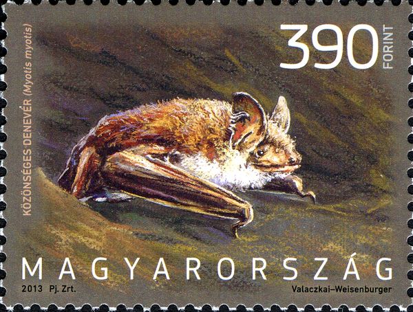 Greater Myotis (Myotis myotis)