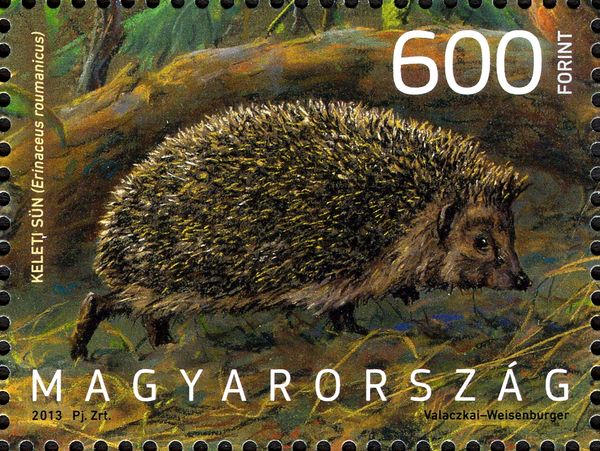 Northern White-breasted Hedgehog (Erinaceus roumanicus)