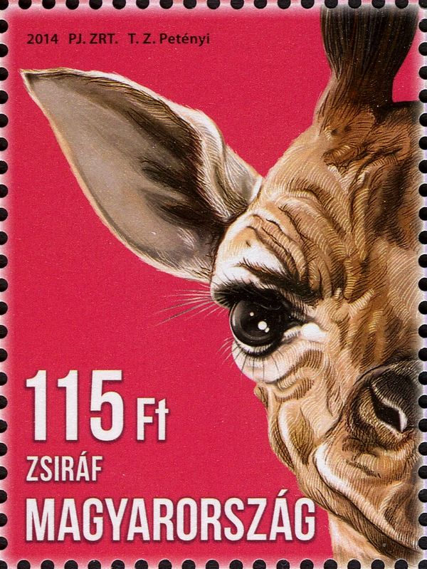 Giraffe (Giraffa camelopardalis)