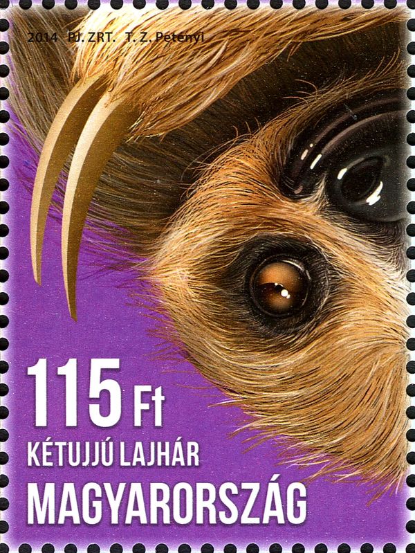 Linneaus's Two-toed sloth (Choloepus didactylus)
