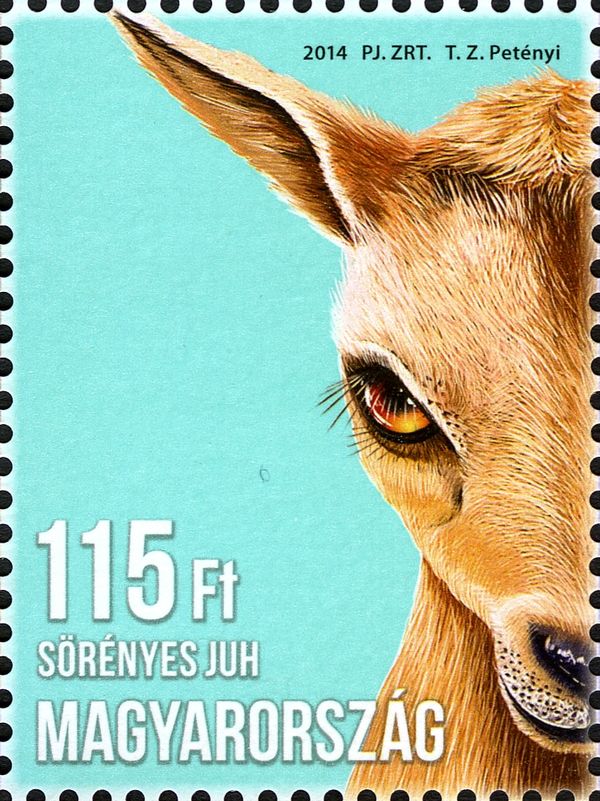 Barbary Sheep (Ammotragus lervia)
