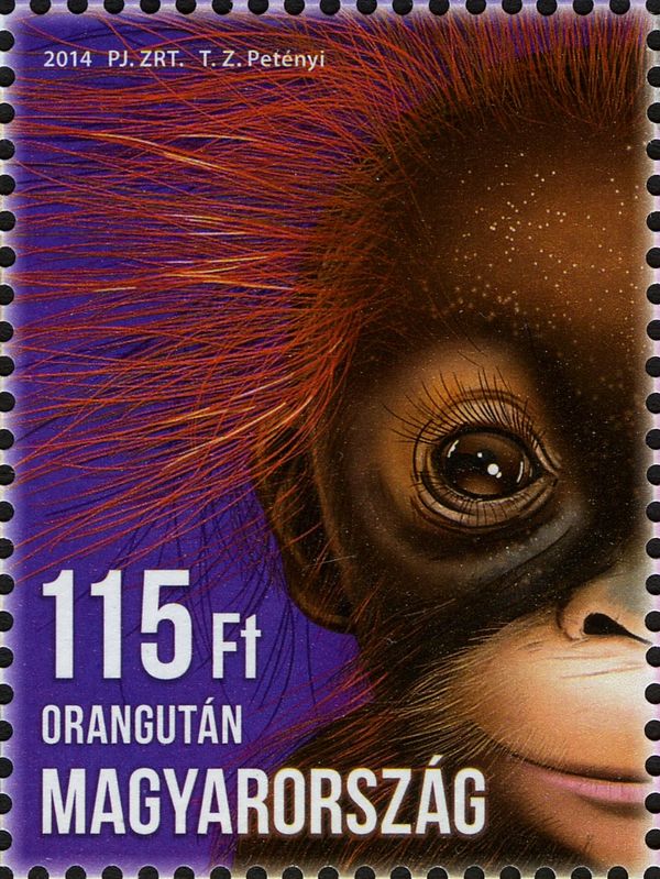 Sumatran Orangutan (Pongo abelii)