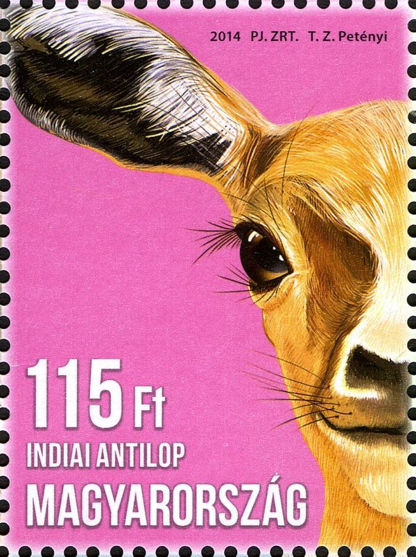 Blackbuck (Antilope cervicapra)