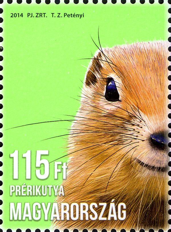 Prairie Dog (Cynomys ludovicianus)