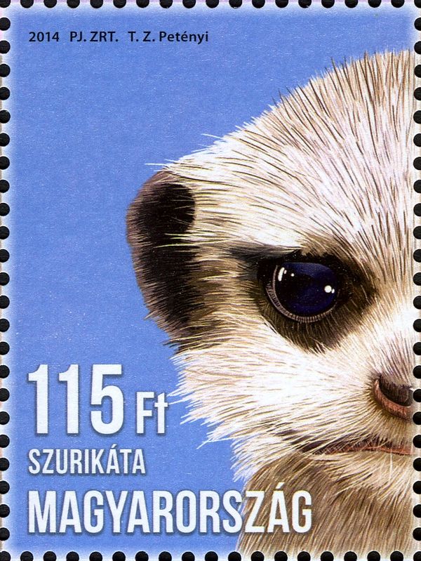 Meerkat (Suricata suricatta)