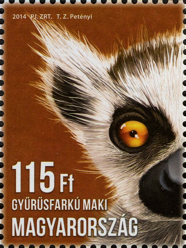 Ring-tailed Lemur (Lemur catta)