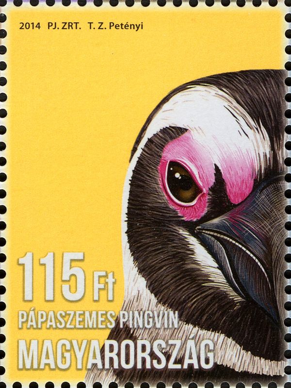 African Penguin (Spheniscus demersus)