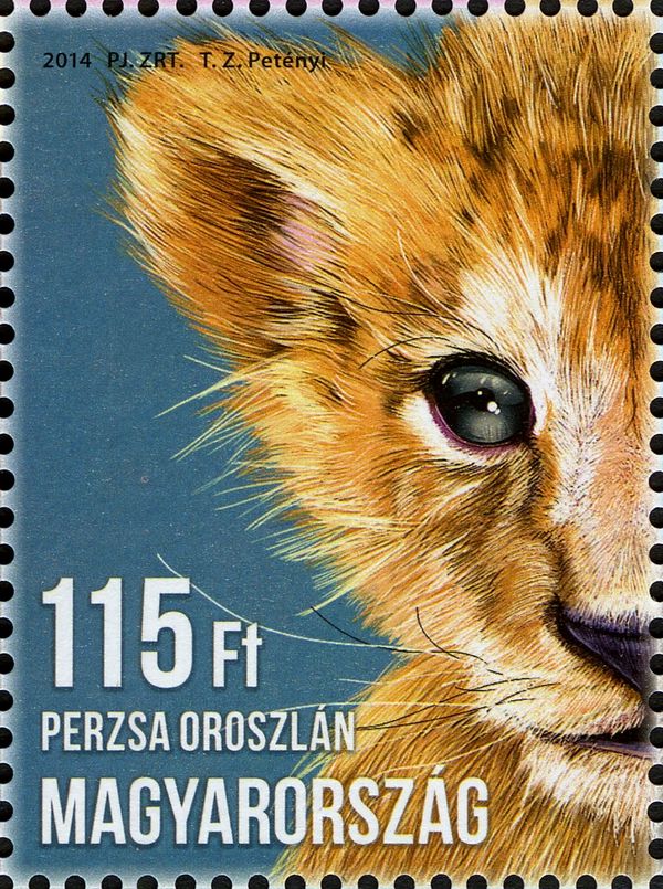 Asiatic Lion (Panthera leo persica)