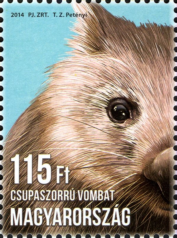 Common Wombat (Vombatus ursinus)