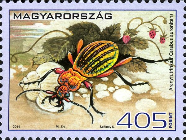 Ground Beetle (Carabus auronitensis)