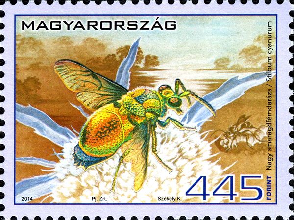 Large Cuckoo Wasp (Stilbum cyanurum)