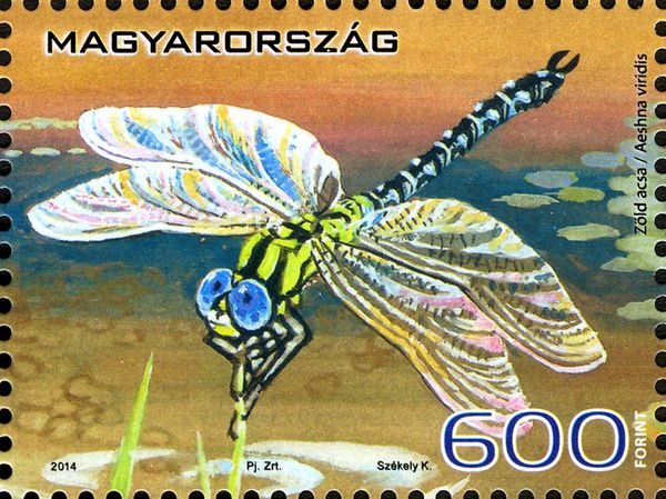 Green Hawker (Aeshna viridis)