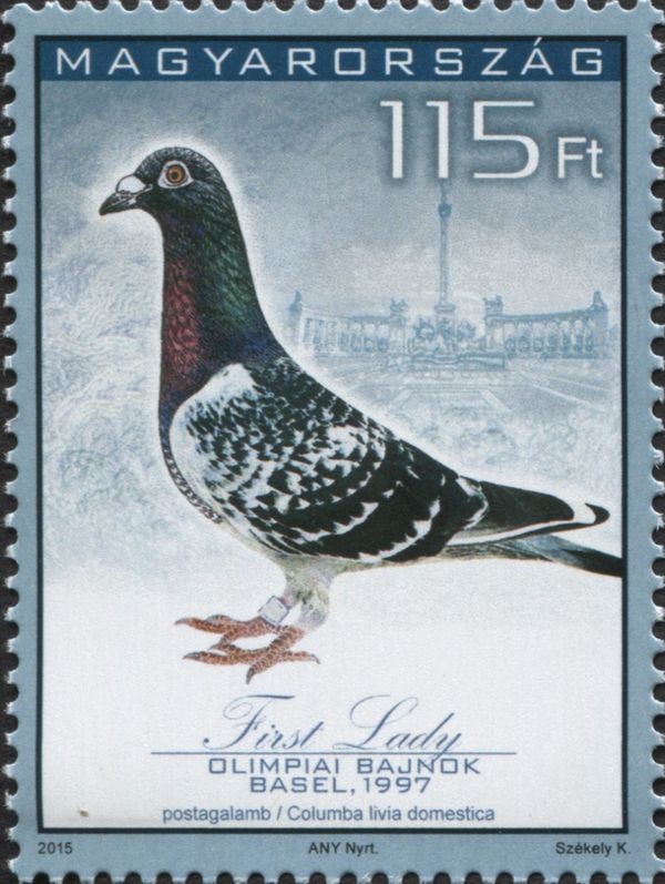 "First Lady" - Racing Pigeon (Columba livia forma domestica)