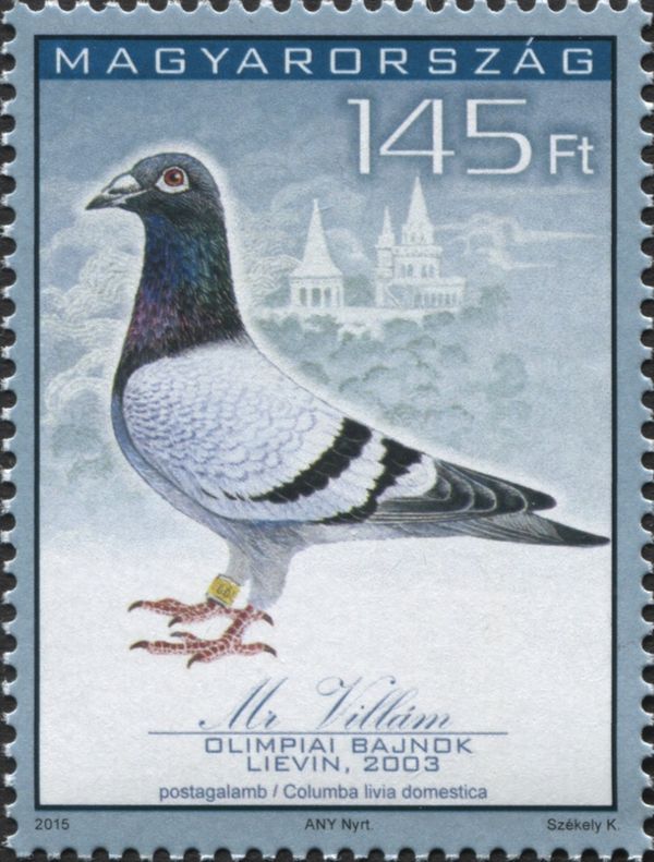 "Mr. Villam" - Racing Pigeon (Columba livia forma domestica)