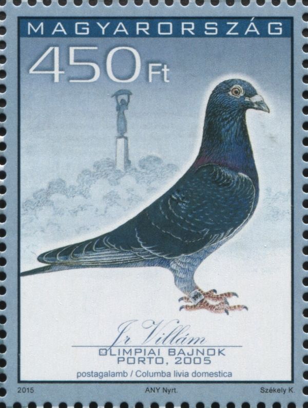 "Jr. Villam" - Racing Pigeon (Columba livia forma domestica)