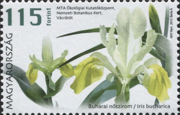 Bukhara iris (Iris bucharica)