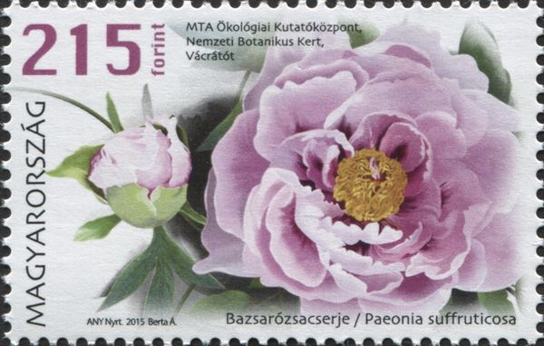 Tree peony (Paeonia suffruticosa)