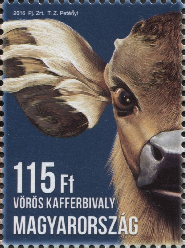 Cape or African Buffalo (Syncerus caffer)