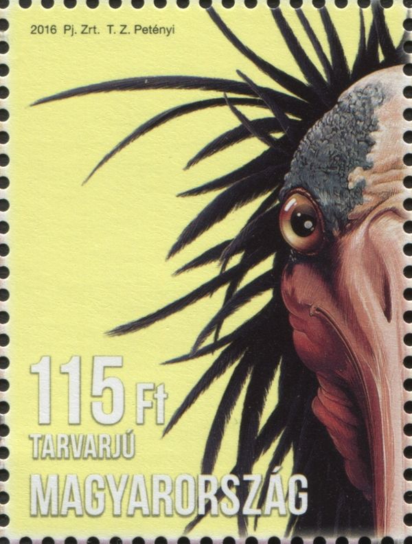 Northern Bald Ibis (Geronticus eremita)