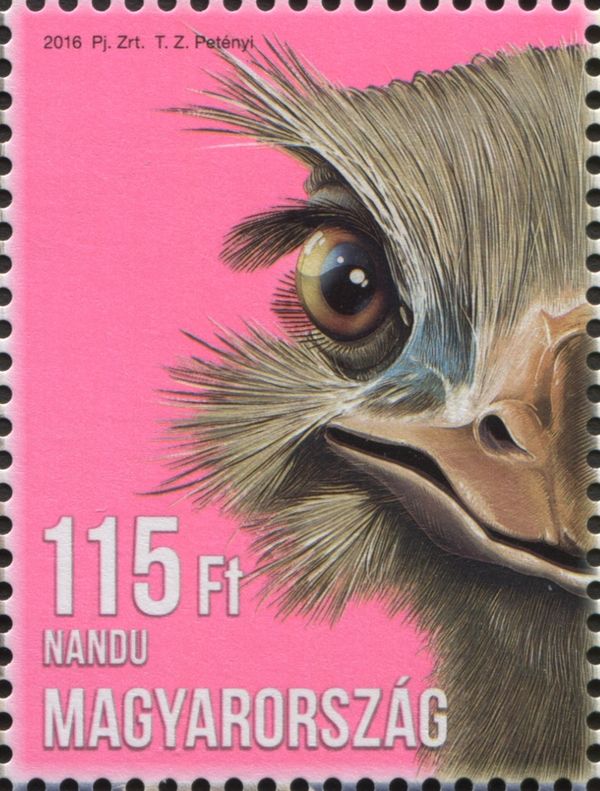 Greater Rhea (Rhea americana)