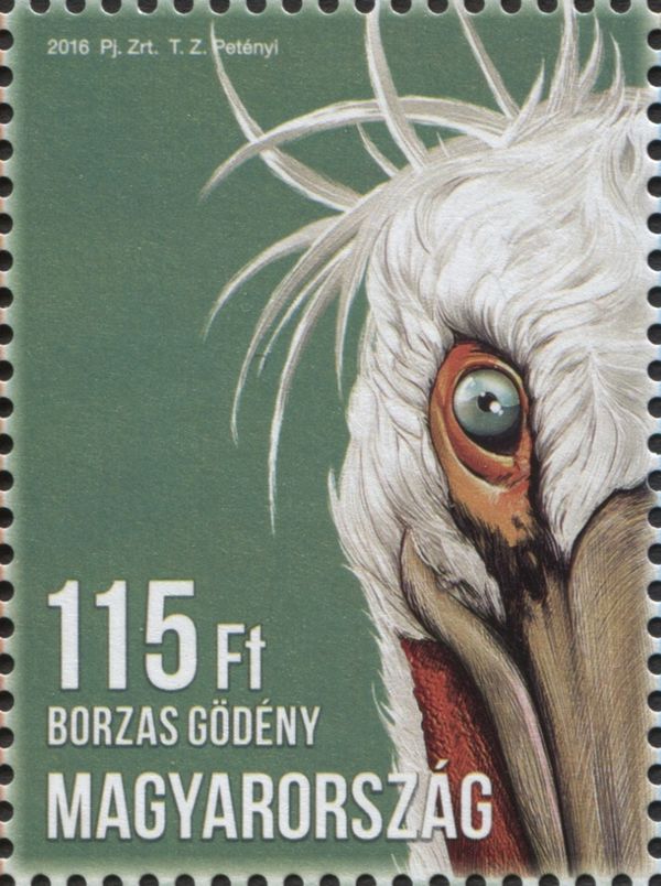 Dalmatian Pelican (Pelecanus crispus)