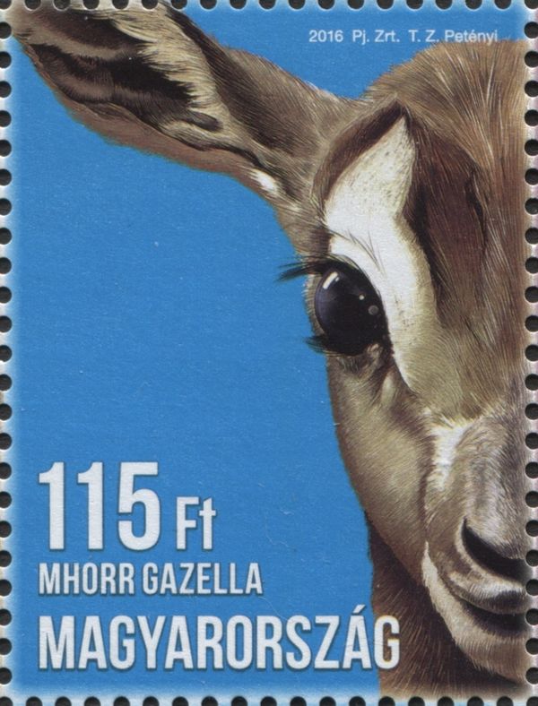 Dama or Mhorr Gazelle (Nanger dama)