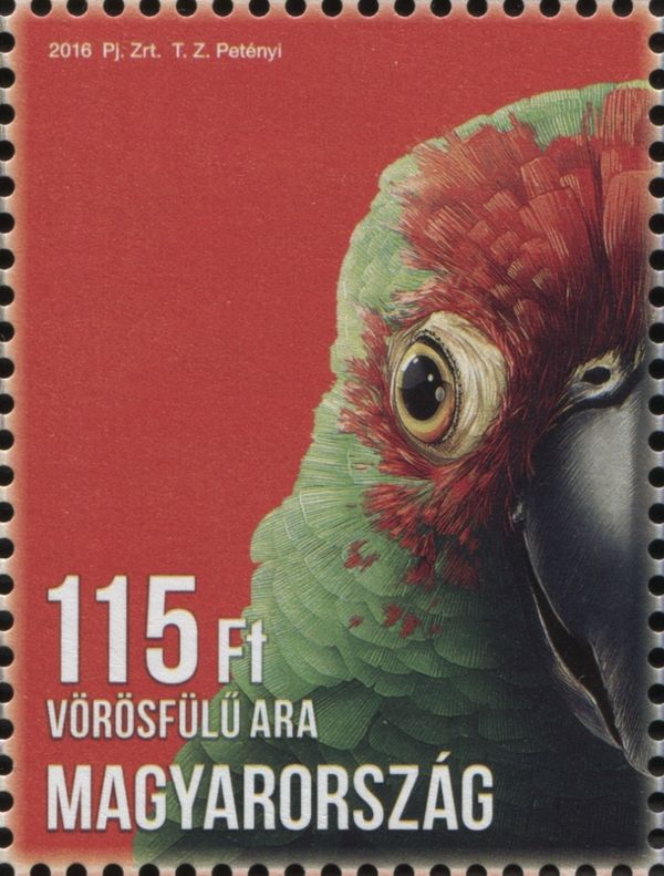 Red-fronted Macaw (Ara rubrogenys)