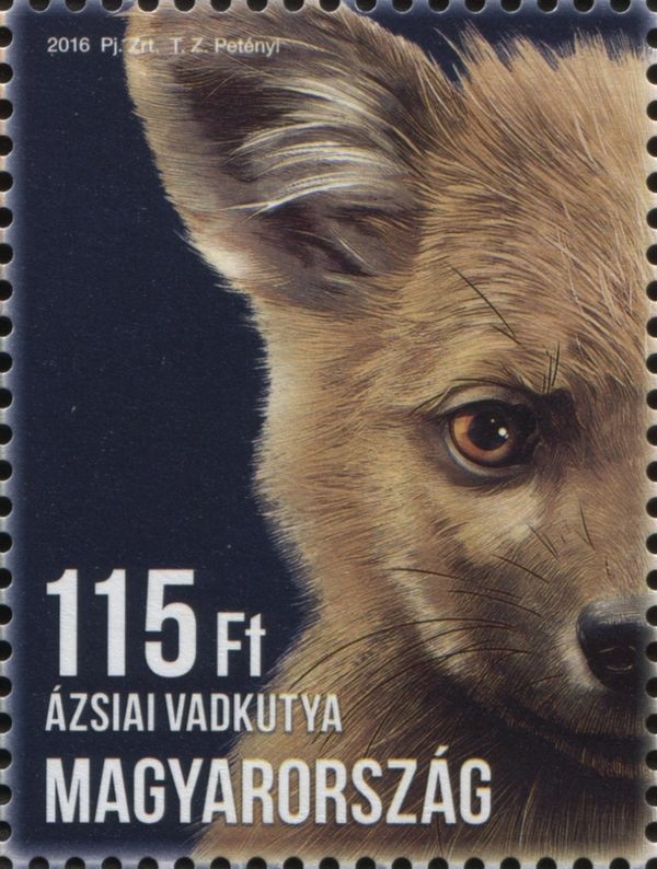 Dhole (Cuon alpinus)