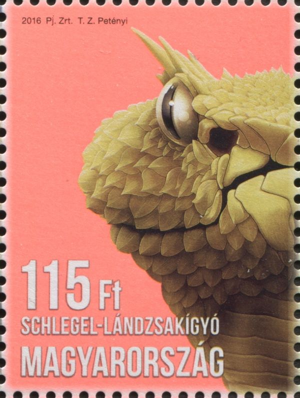Eyelash Viper (Bothriechis schlegelii)