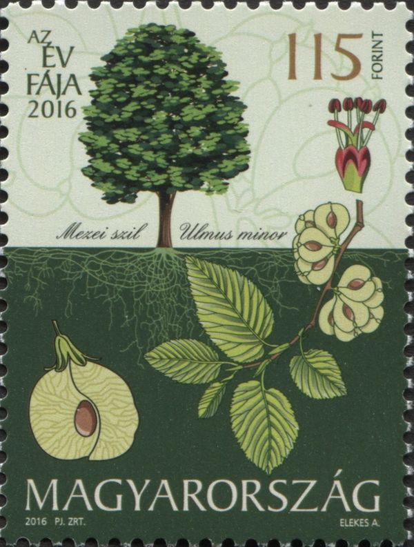 Tree of the Year: Field Elm (Ulmus minor)