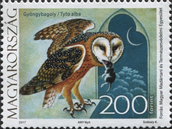 Western Barn Owl (Tyto alba)