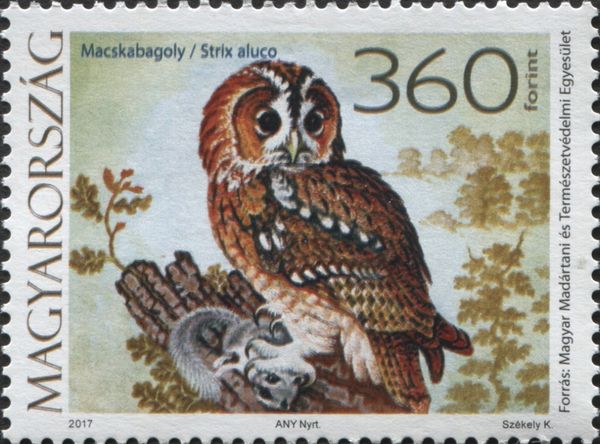 Tawny Owl (Strix aluco)