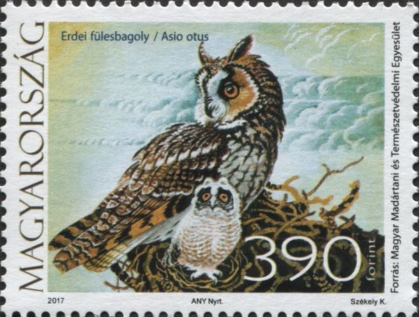 Long-eared Owl (Asio otus)