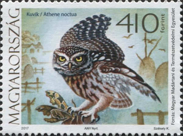 Little Owl (Athene noctua)